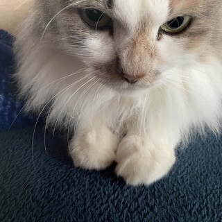 長毛のパステル三毛