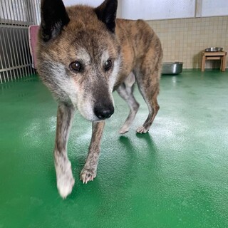 命の期限が迫っています！【県外譲渡可】