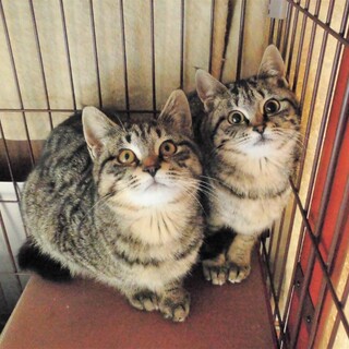 スナネコ姉妹★キジトラ大小コンビ