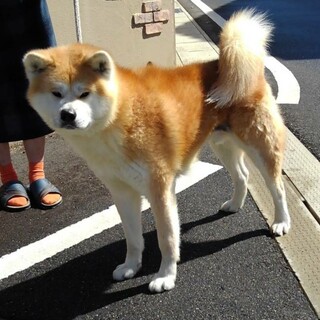 おとなしい秋田犬オス3才です。