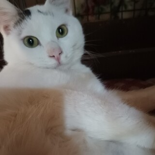 のんびりおっとり。もうすぐ１才のヤギ君です。