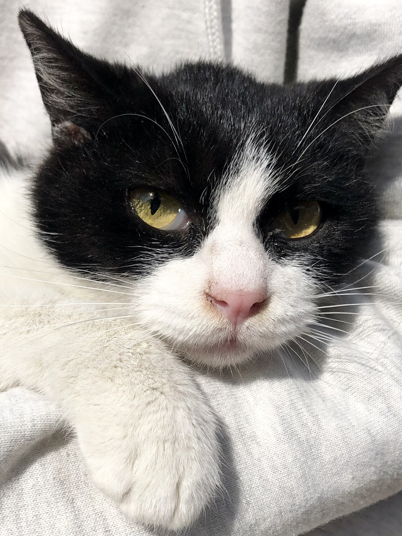 人懐こい♡ハチワレ野良猫」福島県 - 猫の里親募集(405317) 1枚目の