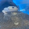 爬虫類数匹の里親募集 サムネイル4