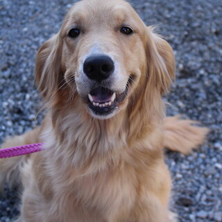 男の子　※大型犬飼育経験者のみ応募可※地域外は不可