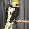 オカメインコ   パイド