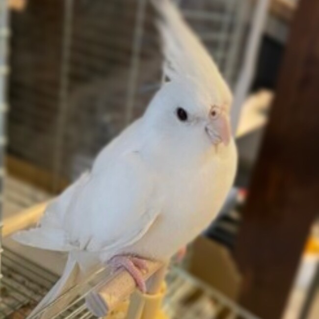 tomie77のカバー写真