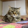 モコモコ長毛♬まりもちゃん サムネイル2