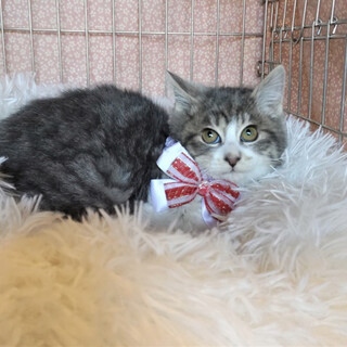 【3/13東銀座】ランちゃん2ヶ月♪