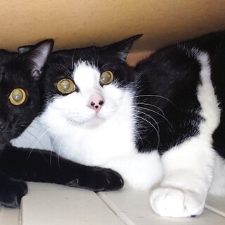 おめめクリクリ臆病な白黒の女の子