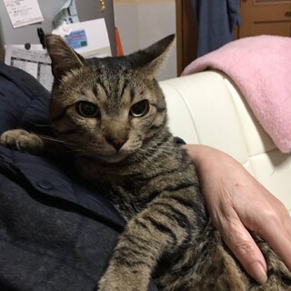 手術済で安心　キジトラ・オス　募集終了!!
