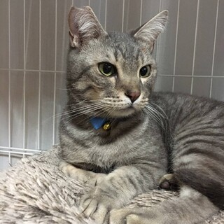 手術済　パステルキジトラ　募集終了!!