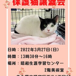 保護猫譲渡会