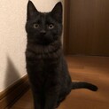 【急募】黒猫6ヶ月女の子