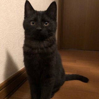 【急募】黒猫6ヶ月女の子