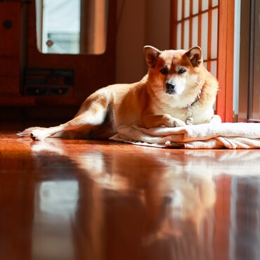 の写真