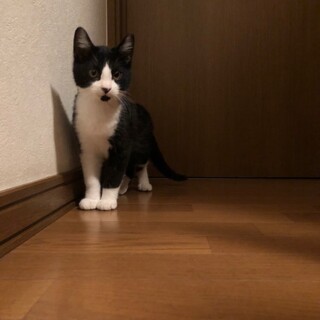 ハチワレ 6ヶ月　男の子