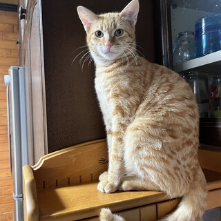 可愛い茶トラの男の子