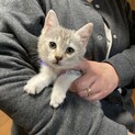 生後2ヶ月の子猫です