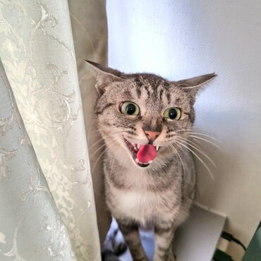 侑子さんのシャー