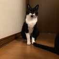 白黒成猫　里親募集