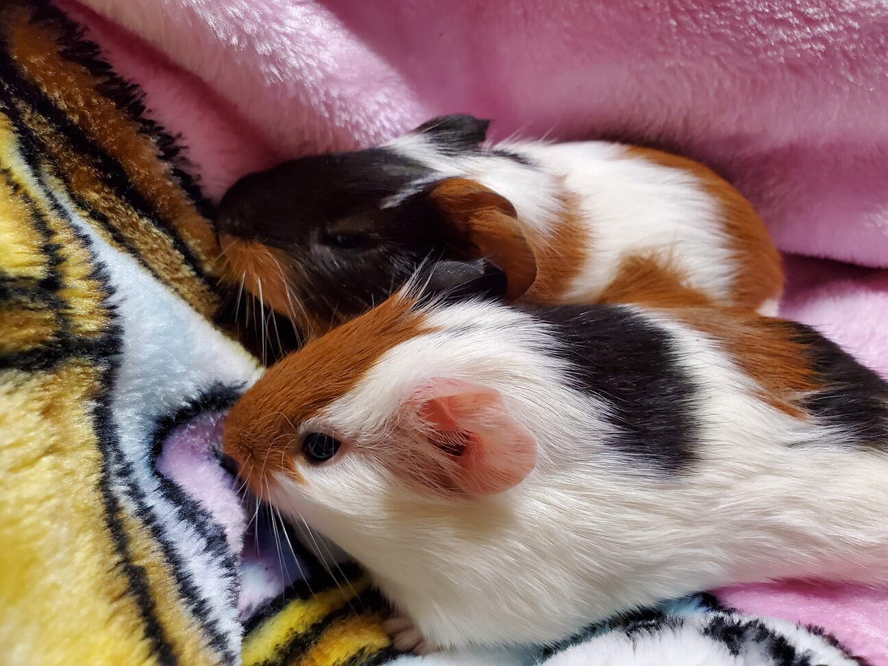 モルモットの赤ちゃん 鹿児島県 小動物の里親募集 ペットのおうち 月間利用者150万人