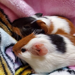 モルモットの赤ちゃん