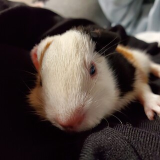 モルモットの赤ちゃん