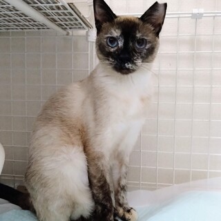 大人しく瞳がキレイな美猫ちゃん