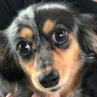 ♥モネちゃん♥フレンドリーなMダックスの女の子