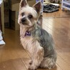 里親を捜しています