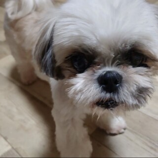 小茂根（こもね）正統派美犬シーズー❤