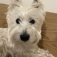 コンちゃん
