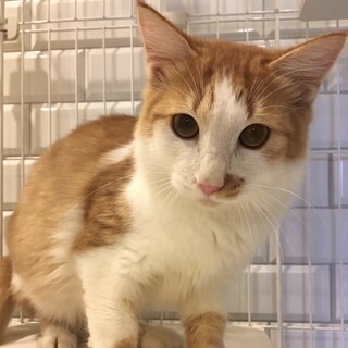 【お見合い随時】半長毛のスリゴロボーイ1歳弱