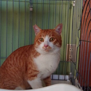 甘えん坊の茶白の男の子【譲渡会参加】