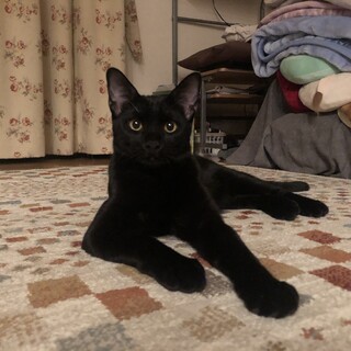 ありがとうございました★スタイル抜群　黒猫源ちゃん