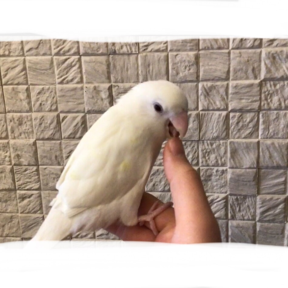 かりふらわーのカバー写真