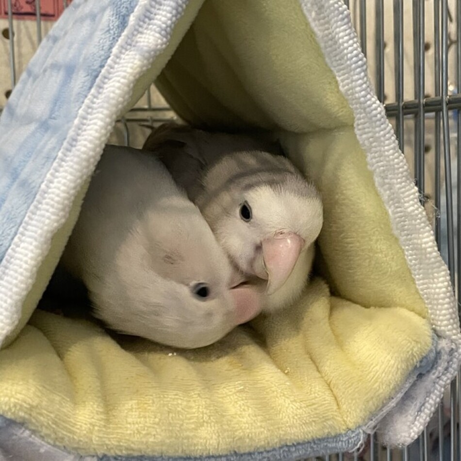 さくらのカバー写真