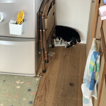 今日は冷蔵庫裏が気になってました。Gがいないといいが…