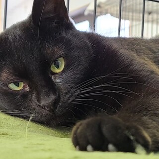 ポンポンしっぽの黒猫　くろみ♀