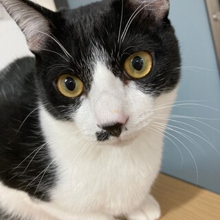 ディズニー兄妹　お返事上手なチョビ髭男子　デール♂