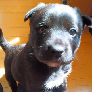 家族に加えてください