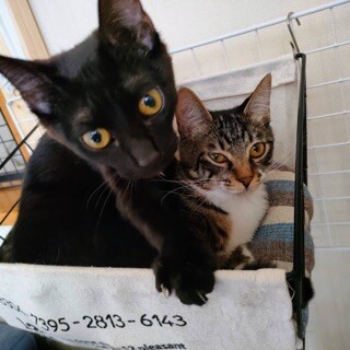 『れんれん』『てんてん』6ヶ月くらいの男の子