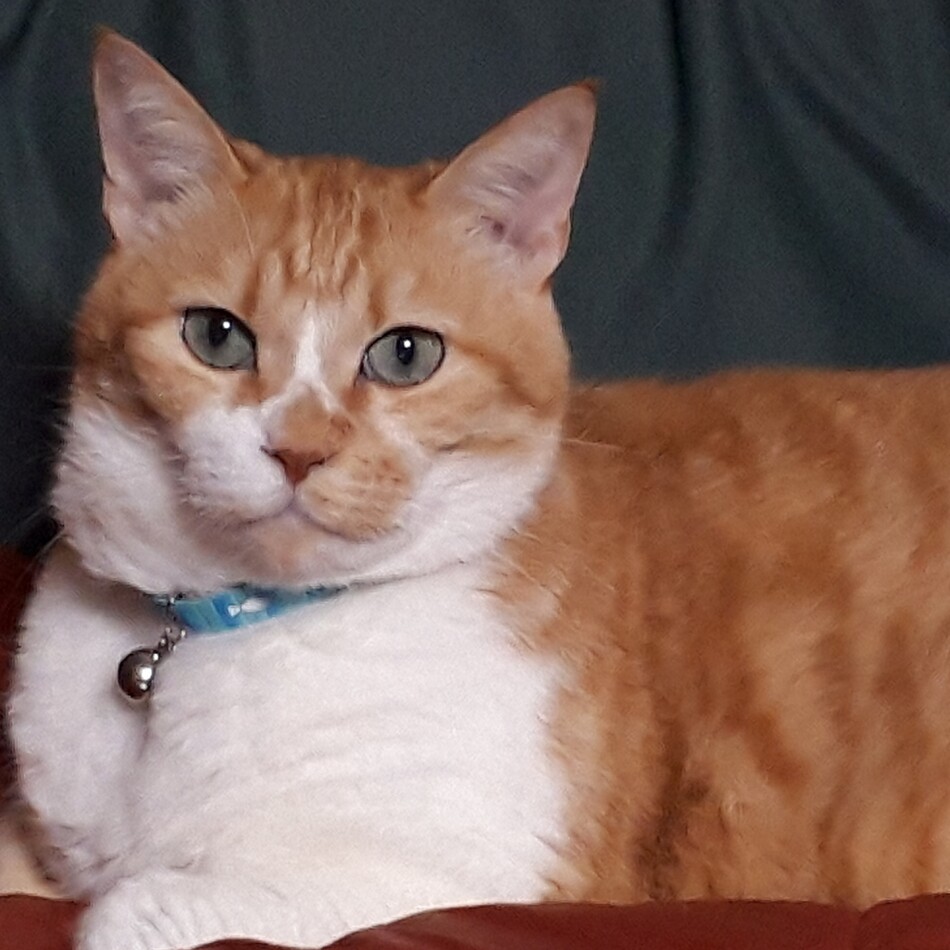 みぃーのカバー写真