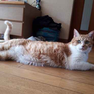 夏場は床でくつろぎます