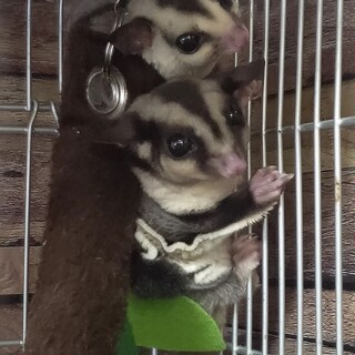 フクロモモンガ ノーマル♀、ホワイトフェイス♂