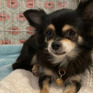 おっとりさんなチワワ♀アビーちゃん