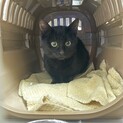 撫でて欲しがりな真っ黒子猫！