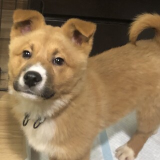 【里親様決定】ニック♂の幸せが見つかりました♡