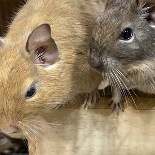 (デグーくん6ヶ月)里親募集