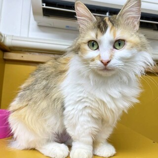 短足　マンチカン　女の子